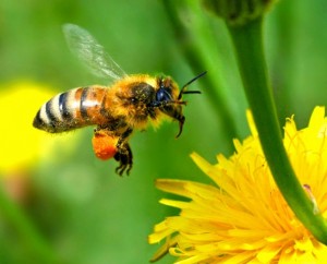 A Honey Bee has a fuzzy body & will carry bags of pollen on its back legs