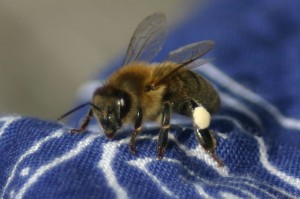 Workers are bringing in Cedar & Hazelnut pollen