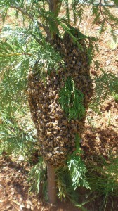 This swarm was too close to the ground to shake into a box