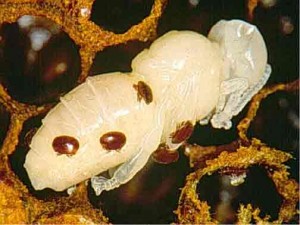 Varroa destructor mite on a bee pupa
