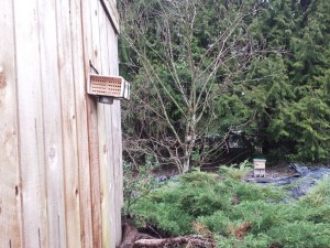 Mason Bees and Honey Bees at backyard host in Renton