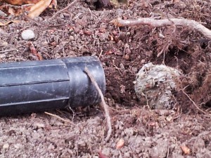 in-ground yellow jacket nest